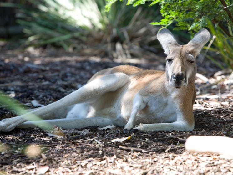 Taronga Zoo